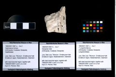 Foto (Objekt + Etikett) von Gastrosacus torosus  (NHMW-GEO-1990-0041-0067a)